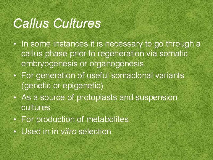 Callus Cultures • In some instances it is necessary to go through a callus