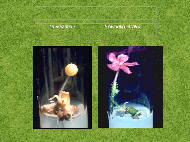 Tuberization Flowering in vitro 