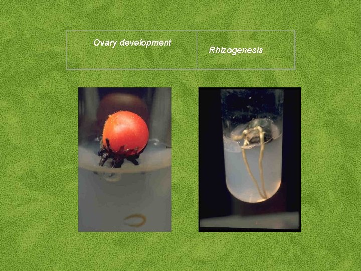 Ovary development Rhizogenesis 