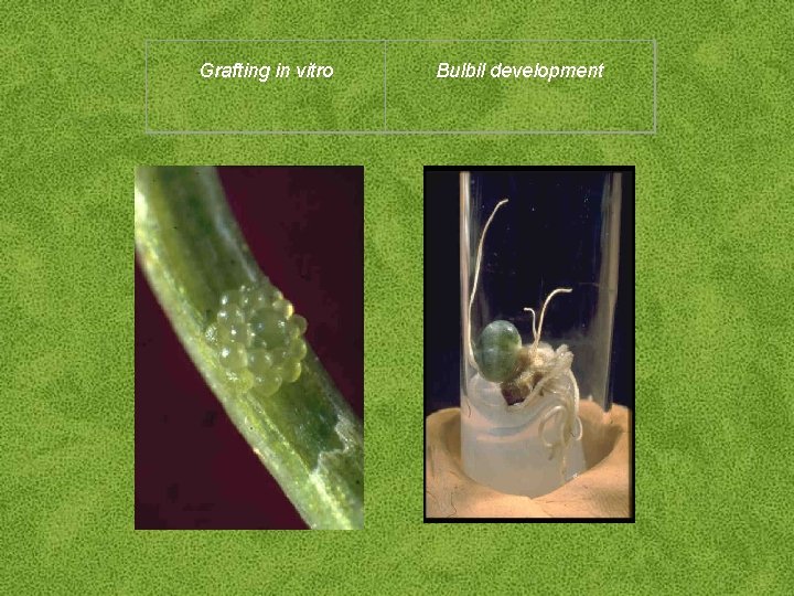 Grafting in vitro Bulbil development 