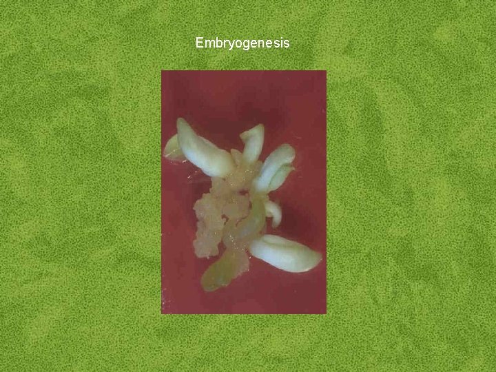 Embryogenesis 