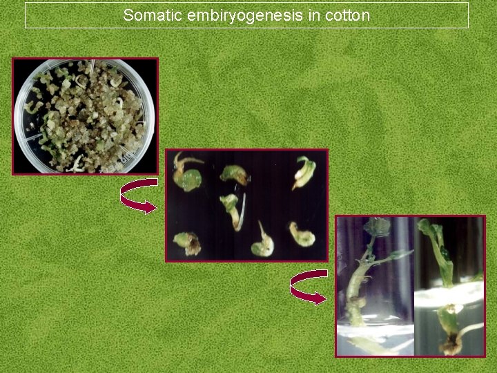Somatic embiryogenesis in cotton 