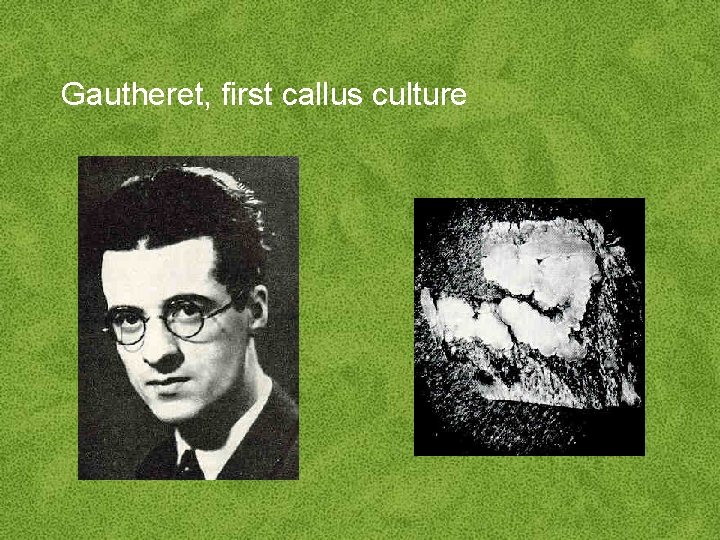 Gautheret, first callus culture 