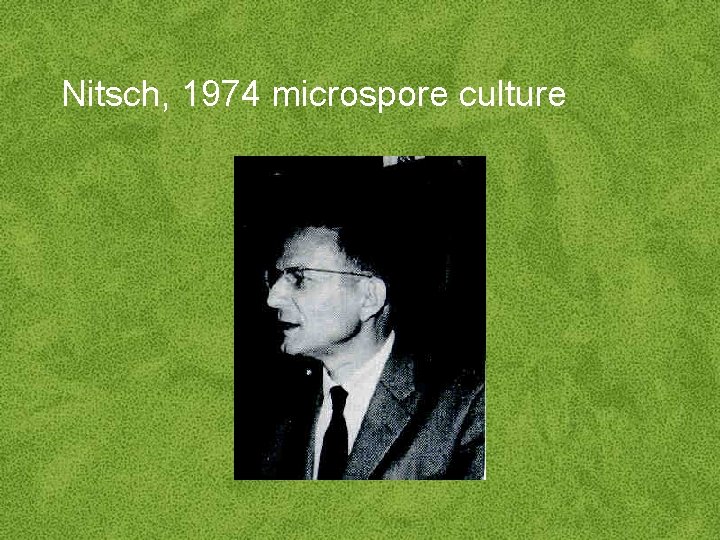 Nitsch, 1974 microspore culture 