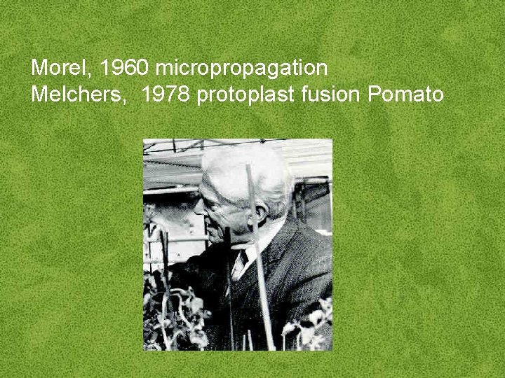 Morel, 1960 micropropagation Melchers, 1978 protoplast fusion Pomato 