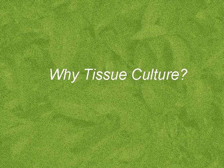 Why Tissue Culture? 