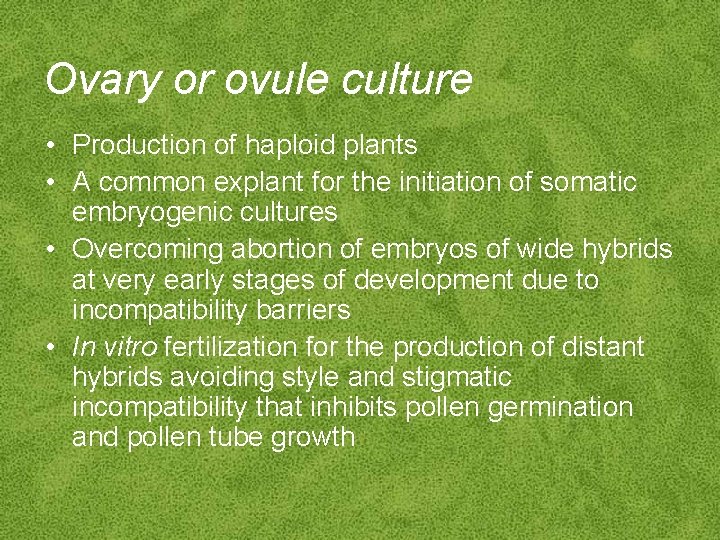 Ovary or ovule culture • Production of haploid plants • A common explant for