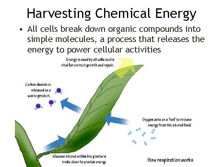 Harvesting Chemical Energy • All cells break down organic compounds into simple molecules, a