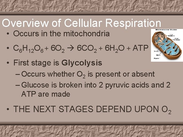 Overview of Cellular Respiration • Occurs in the mitochondria • C 6 H 12