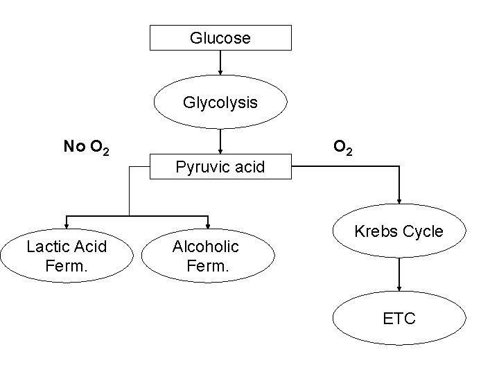 Glucose Glycolysis No O 2 Lactic Acid Ferm. Pyruvic acid Alcoholic Ferm. O 2