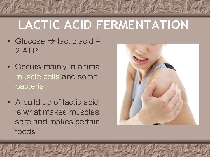 LACTIC ACID FERMENTATION • Glucose lactic acid + 2 ATP • Occurs mainly in