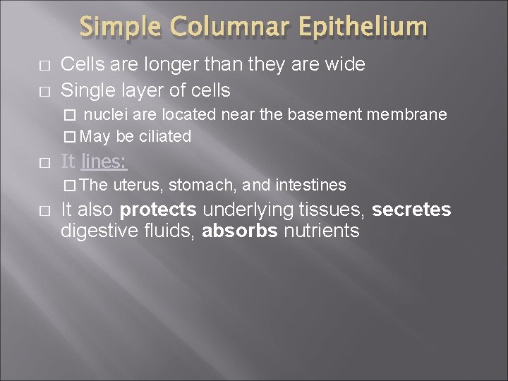 Simple Columnar Epithelium � � Cells are longer than they are wide Single layer