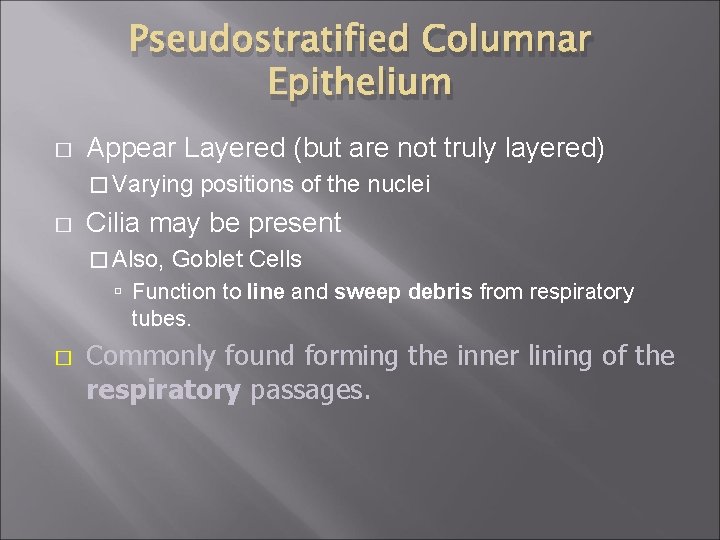 Pseudostratified Columnar Epithelium � Appear Layered (but are not truly layered) � Varying �