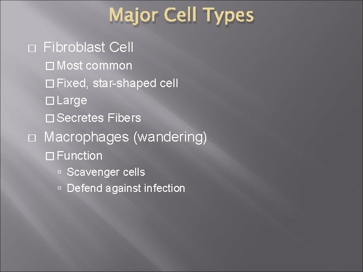 Major Cell Types � Fibroblast Cell � Most common � Fixed, star-shaped cell �