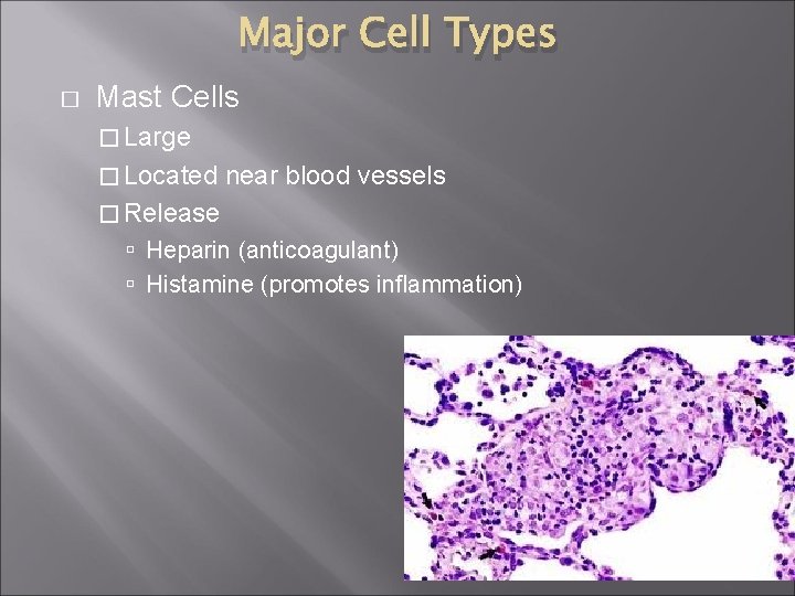 Major Cell Types � Mast Cells � Large � Located near blood vessels �