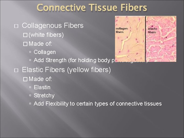 Connective Tissue Fibers � Collagenous Fibers � (white fibers) � Made of: Collagen Add