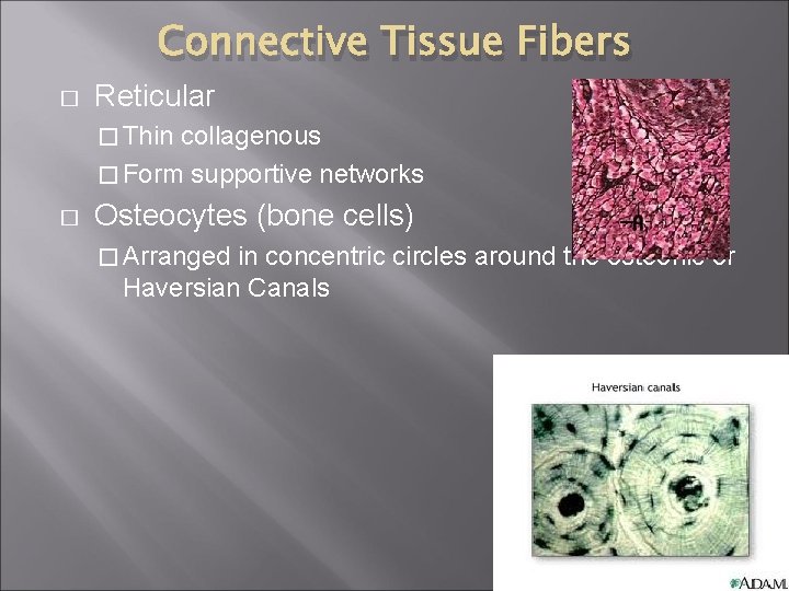 Connective Tissue Fibers � Reticular � Thin collagenous � Form supportive networks � Osteocytes