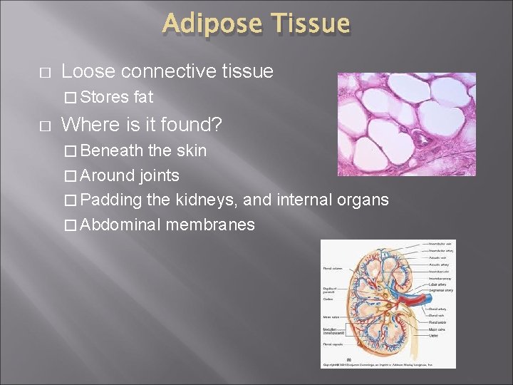 Adipose Tissue � Loose connective tissue � Stores � fat Where is it found?