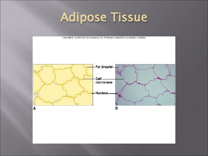 Adipose Tissue 
