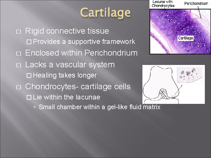 Cartilage � Rigid connective tissue � Provides � � Enclosed within Perichondrium Lacks a