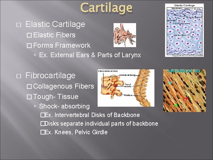 Cartilage � Elastic Fibers � Forms Framework Ex. External Ears & Parts of Larynx