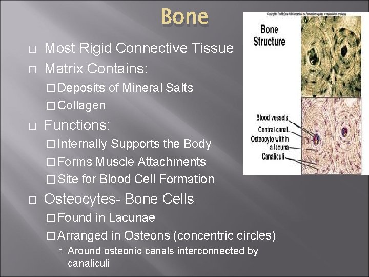 Bone � � Most Rigid Connective Tissue Matrix Contains: � Deposits of Mineral Salts
