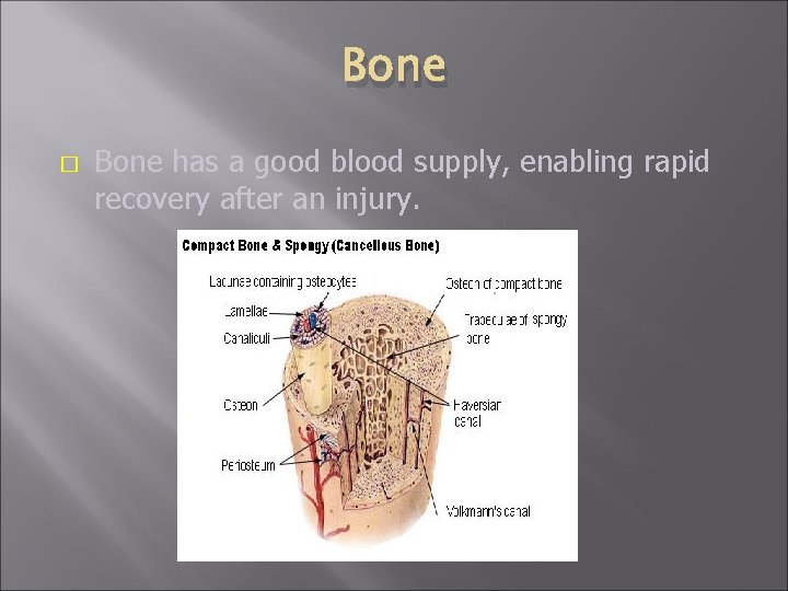 Bone � Bone has a good blood supply, enabling rapid recovery after an injury.