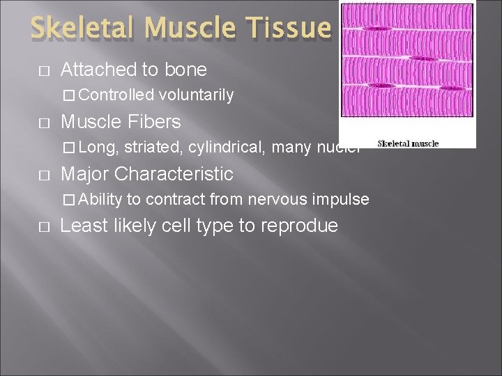 Skeletal Muscle Tissue � Attached to bone � Controlled � Muscle Fibers � Long,