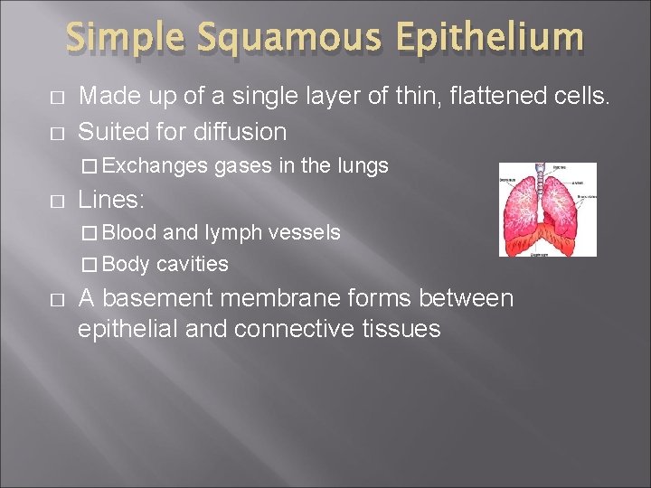 Simple Squamous Epithelium � � Made up of a single layer of thin, flattened