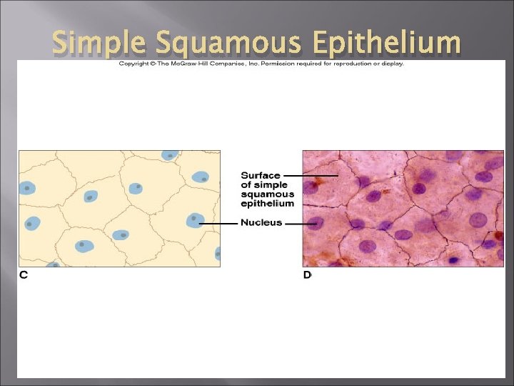 Simple Squamous Epithelium 