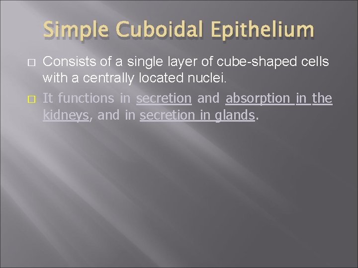 Simple Cuboidal Epithelium � � Consists of a single layer of cube-shaped cells with