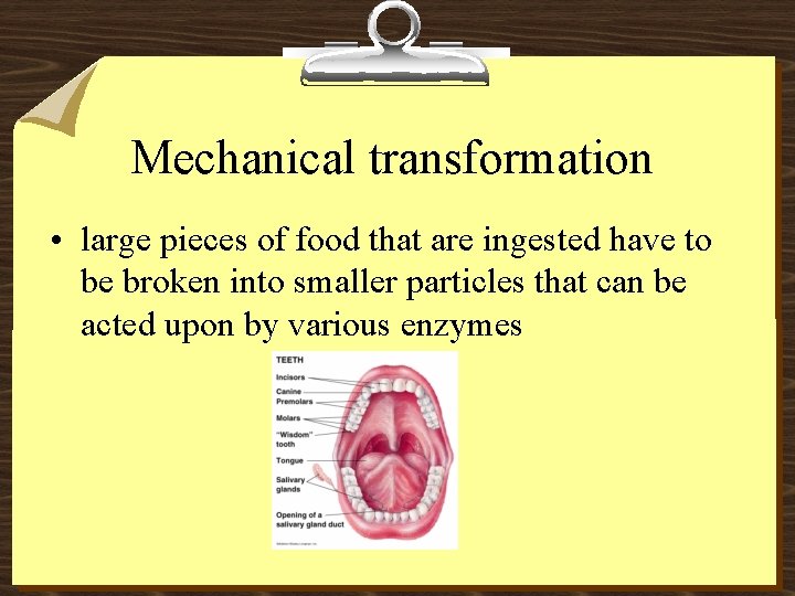 Mechanical transformation • large pieces of food that are ingested have to be broken