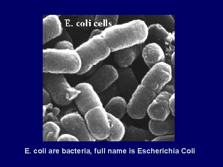 E. coli are bacteria, full name is Escherichia Coli 