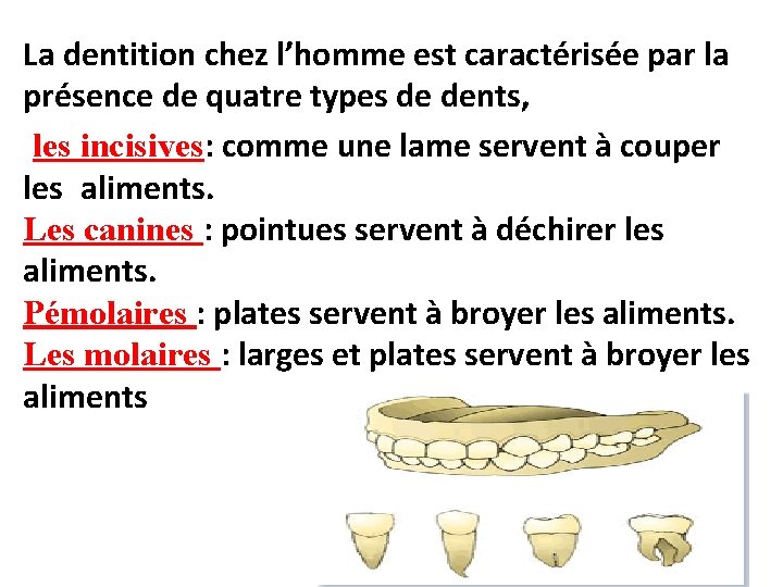 La dentition chez l’homme est caractérisée par la présence de quatre types de dents,