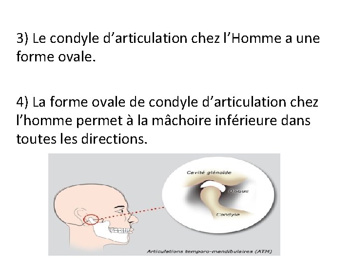 3) Le condyle d’articulation chez l’Homme a une forme ovale. 4) La forme ovale