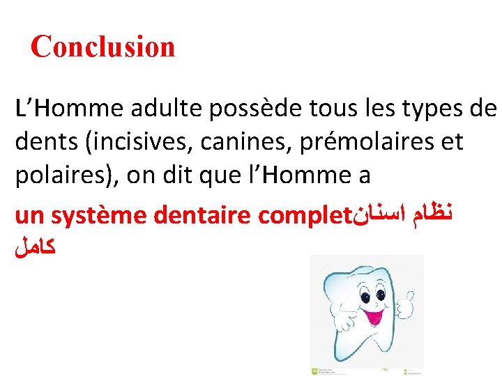 Conclusion L’Homme adulte possède tous les types de dents (incisives, canines, prémolaires et polaires),