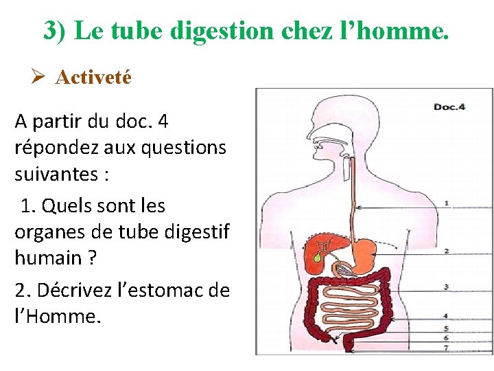 3) Le tube digestion chez l’homme. Ø Activeté A partir du doc. 4 répondez