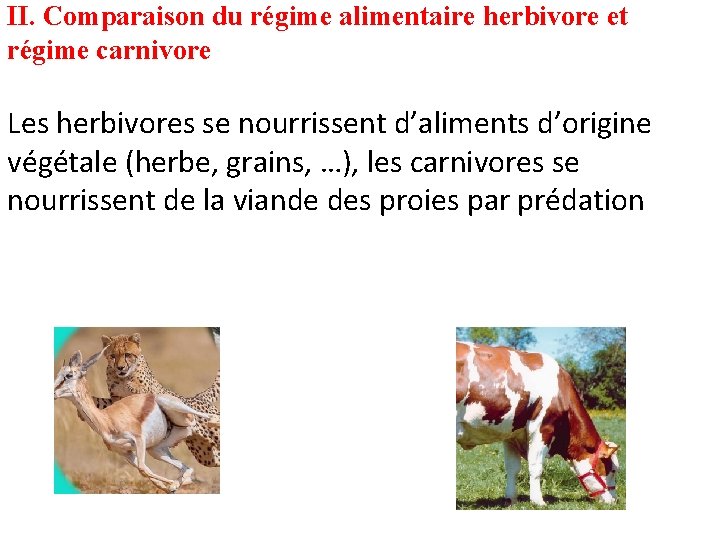 II. Comparaison du régime alimentaire herbivore et régime carnivore Les herbivores se nourrissent d’aliments