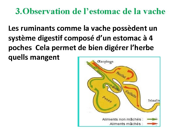 3. Observation de l’estomac de la vache Les ruminants comme la vache possèdent un