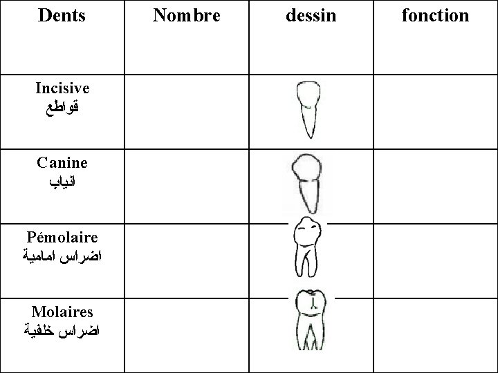 Dents Incisive ﻗﻮﺍﻃﻊ Canine ﺍﻧﻴﺎﺏ Pémolaire ﺍﺿﺮﺍﺱ ﺍﻣﺎﻣﻴﺔ Molaires ﺍﺿﺮﺍﺱ ﺧﻠﻔﻴﺔ Nombre dessin fonction