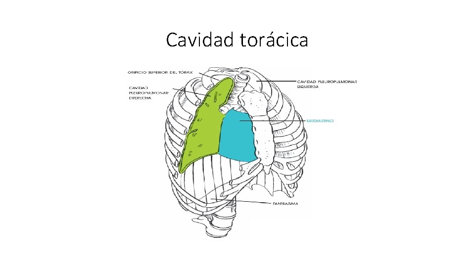 Cavidad torácica 