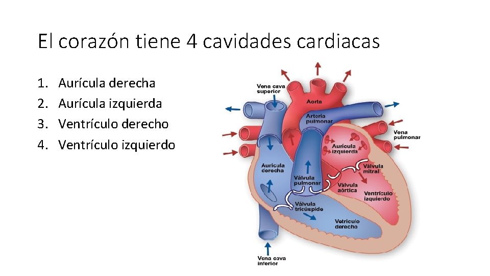 El corazón tiene 4 cavidades cardiacas 1. 2. 3. 4. Aurícula derecha Aurícula izquierda
