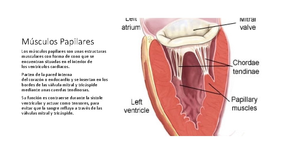 Músculos Papilares Los músculos papilares son unas estructuras musculares con forma de cono que