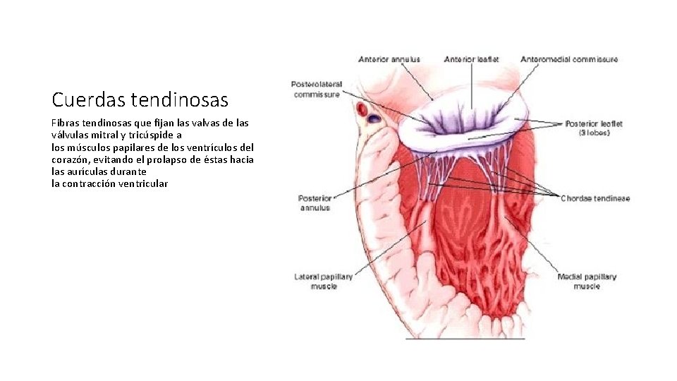 Cuerdas tendinosas Fibras tendinosas que fijan las valvas de las válvulas mitral y tricúspide