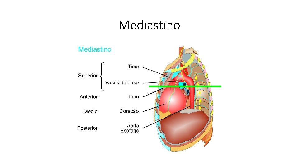 Mediastino 