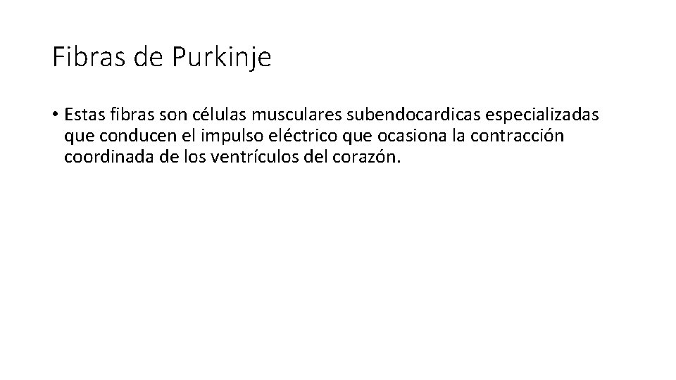 Fibras de Purkinje • Estas fibras son células musculares subendocardicas especializadas que conducen el