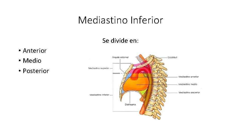 Mediastino Inferior Se divide en: • Anterior • Medio • Posterior 