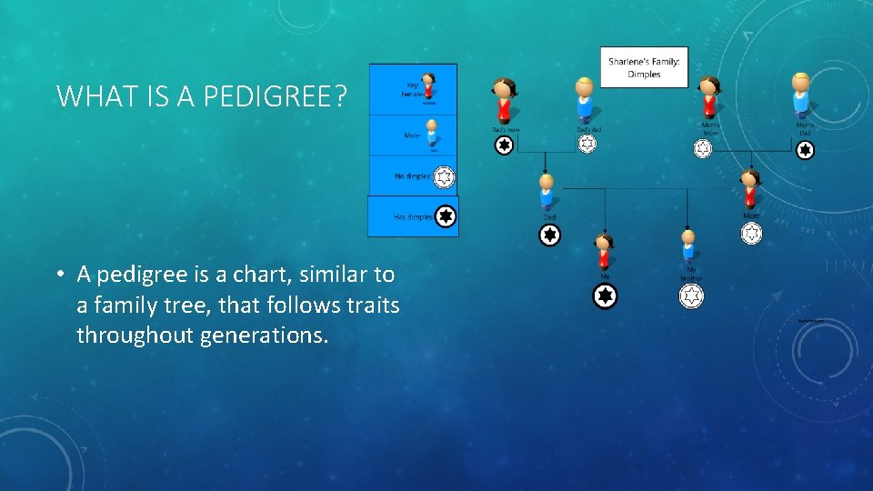 WHAT IS A PEDIGREE? • A pedigree is a chart, similar to a family