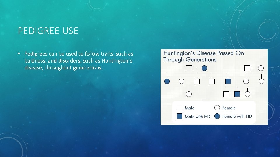 PEDIGREE USE • Pedigrees can be used to follow traits, such as baldness, and