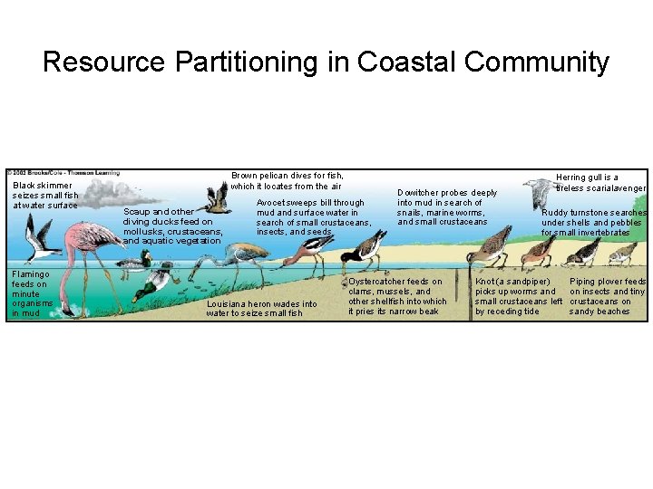 Resource Partitioning in Coastal Community Black skimmer seizes small fish at water surface Flamingo